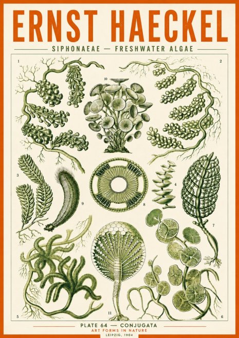 Ernst Haeckel Siphonaceae - Freshwater Algae No5 - Plakát