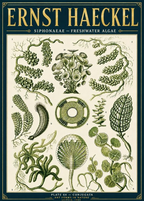 Ernst Haeckel Siphonaceae - Freshwater Algae No6 - Plakát