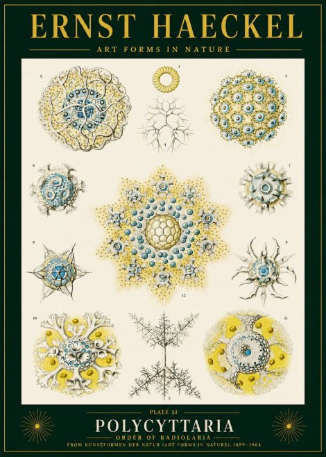 Ernst Haeckel Polycyttaria – Order of Radiolaria No4 - Plakát