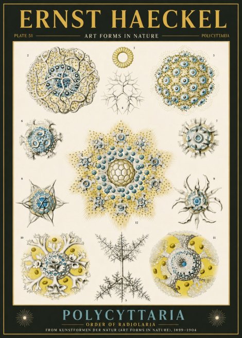 Ernst Haeckel Polycyttaria – Order of Radiolaria No6 - Plakát