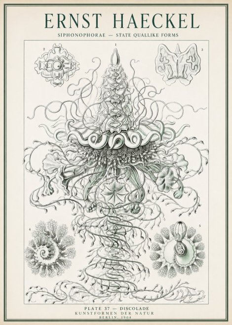 Ernst Haeckel Siphonophorae – State Quallike Forms No1 - Plakát