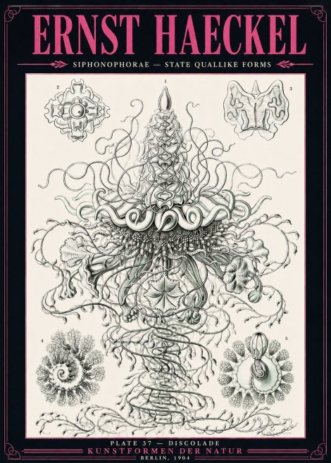 Ernst Haeckel Siphonophorae – State Quallike Forms No3 - Plakát