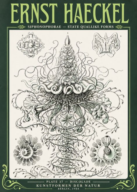 Ernst Haeckel Siphonophorae – State Quallike Forms No4 - Plakát
