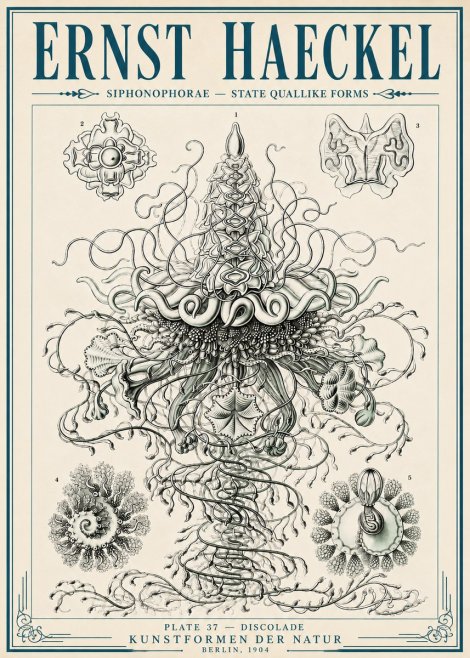 Ernst Haeckel Siphonophorae – State Quallike Forms No6 - Plakát