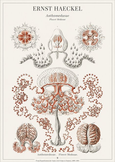 Ernst Haeckel Anthomedusae. Flower Medusae. No1 - Plakát