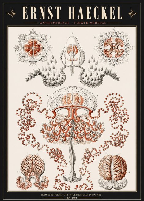 Ernst Haeckel Anthomedusae. Flower Medusae. No3 - Plakát