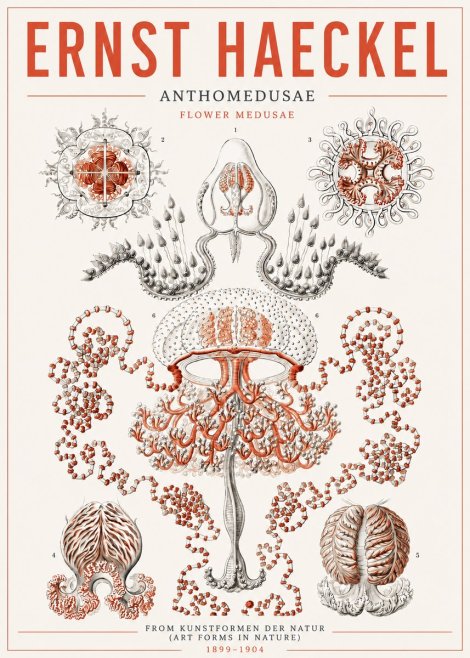 Ernst Haeckel Anthomedusae. Flower Medusae. No5 - Plakát
