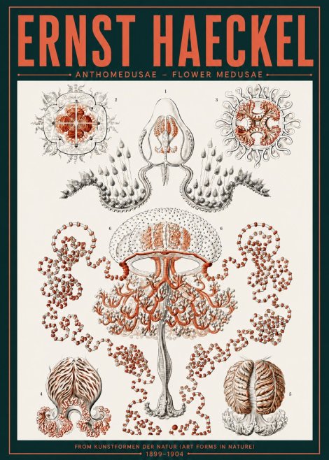 Ernst Haeckel Anthomedusae. Flower Medusae. No6 - Plakát