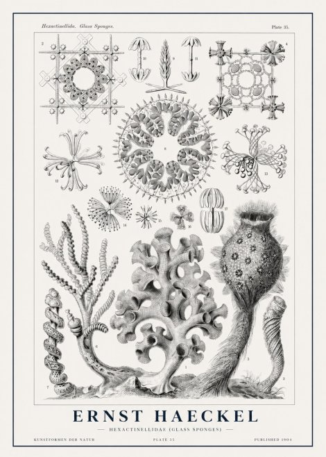 Ernst Haeckel Hexactinellida. Glass Sponges. No1 - Plakát