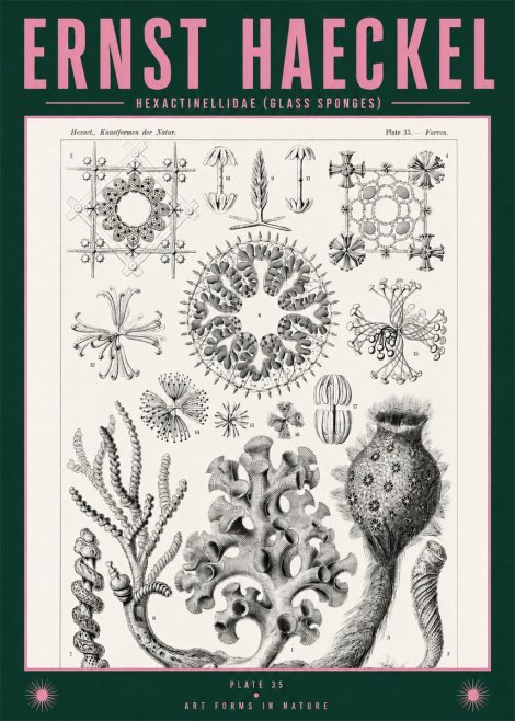 Ernst Haeckel Hexactinellida. Glass Sponges. No2 - Plakát