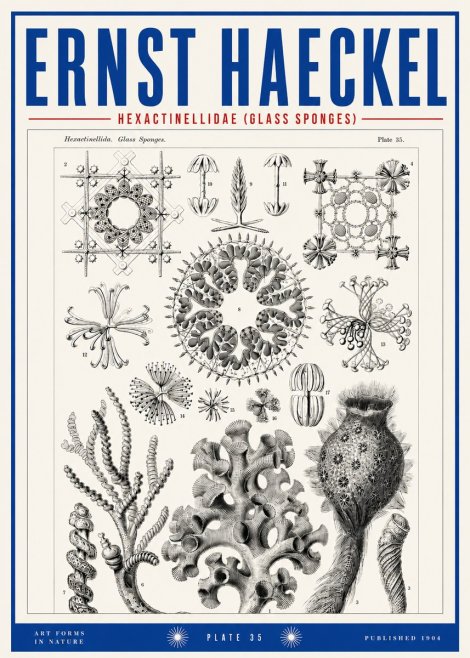 Ernst Haeckel Hexactinellida. Glass Sponges. No3 - Plakát