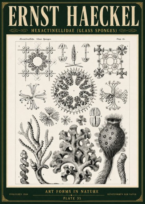 Ernst Haeckel Hexactinellida. Glass Sponges. No5 - Plakát