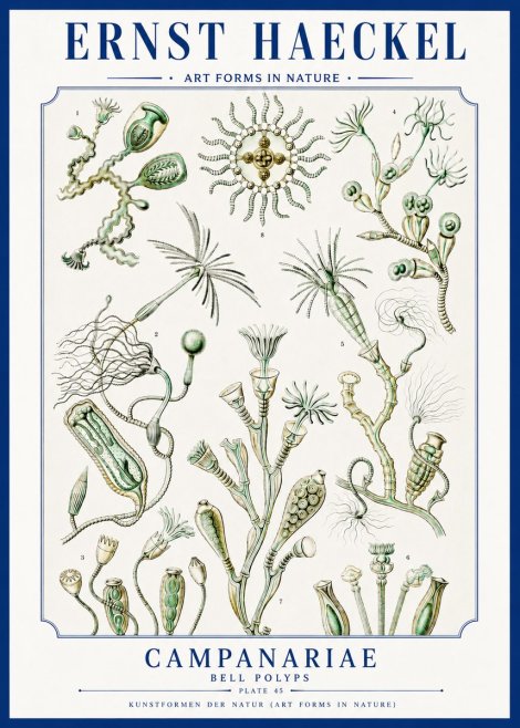 Ernst Haeckel Campanariae – Bell Polyps No3 - Plakát
