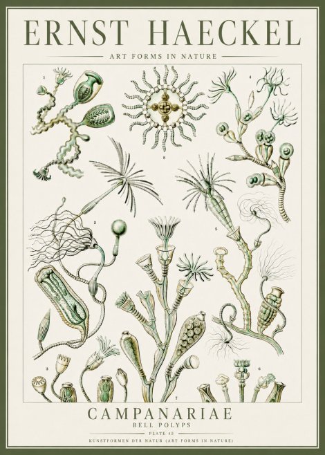 Ernst Haeckel Campanariae – Bell Polyps No4 - Plakát