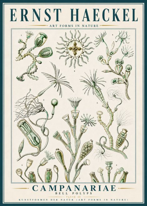 Ernst Haeckel Campanariae – Bell Polyps No5 - Plakát