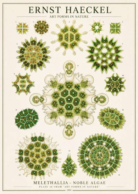 Ernst Haeckel Melethallia - Noble Algae No1 - Plakát