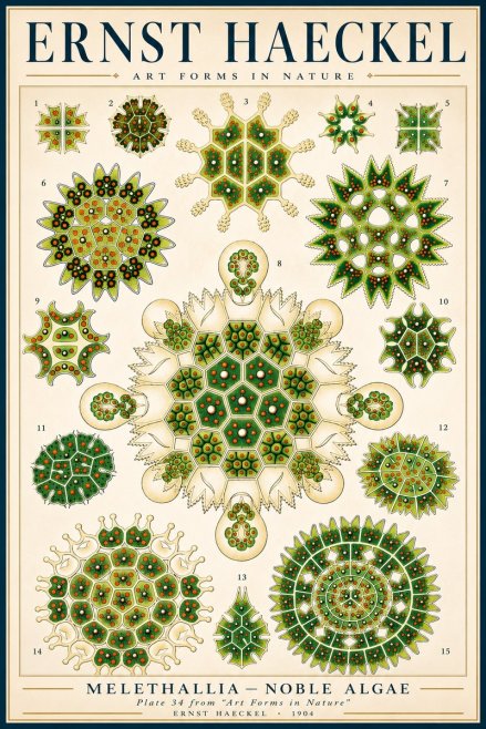 Ernst Haeckel Melethallia - Noble Algae No3 - Plakát