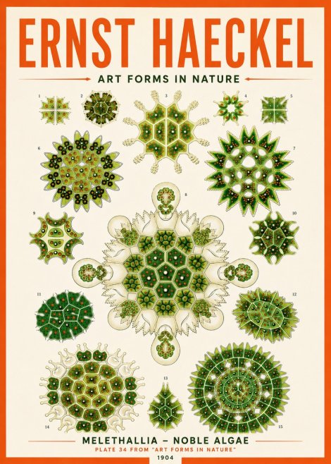 Ernst Haeckel Melethallia - Noble Algae No5 - Plakát