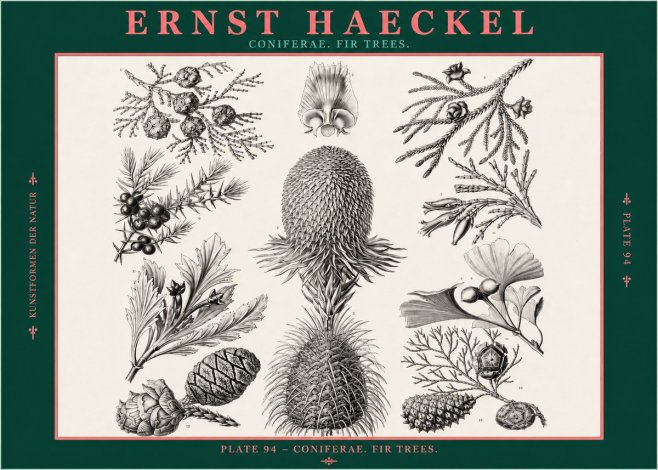Ernst Haeckel Coniferae. Fir Trees. No2 - Plakát