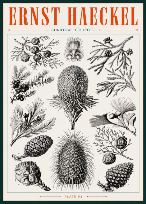 Ernst Haeckel Coniferae. Fir Trees. No3 - Plakát