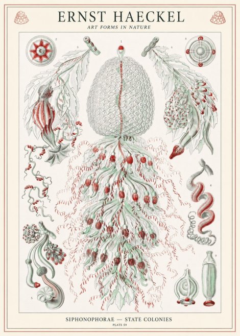 Ernst Haeckel Siphonophorae - State Colonies No1 - Plakát