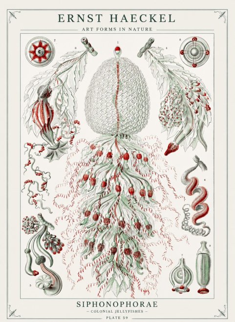 Ernst Haeckel Siphonophorae - State Colonies No3 - Plakát