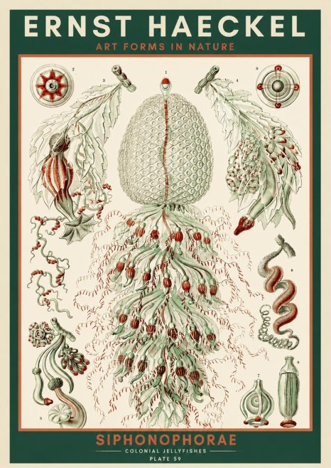 Ernst Haeckel Siphonophorae - State Colonies No4 - Plakát