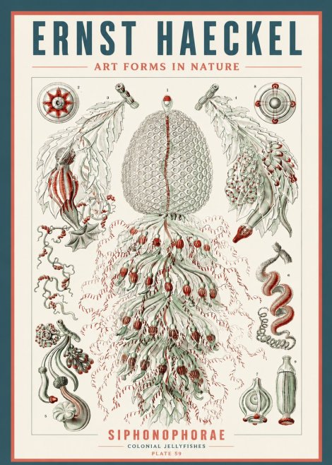 Ernst Haeckel Siphonophorae - State Colonies No5 - Plakát