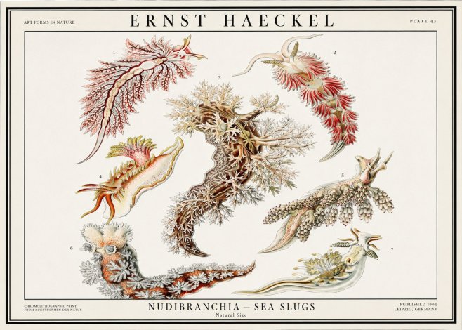 Ernst Haeckel Nudibranchia – Sea Slugs No1 - Plakát