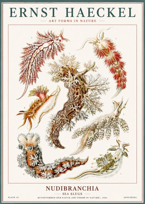 Ernst Haeckel Nudibranchia – Sea Slugs No6 - Plakát
