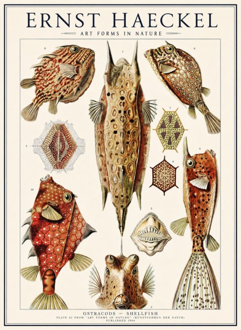 Ernst Haeckel Ostracodes Crustacea No3 - Plakát