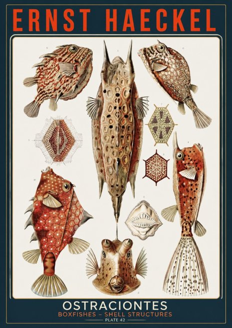 Ernst Haeckel Ostracodes Crustacea No5 - Plakát
