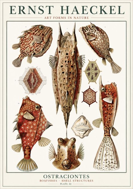 Ernst Haeckel Ostracodes Crustacea No6 - Plakát