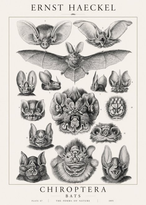 Ernst Haeckel Chiroptera Bats No1 - Plakát