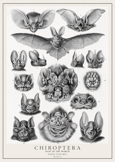 Ernst Haeckel Chiroptera Bats No2 - Plakát