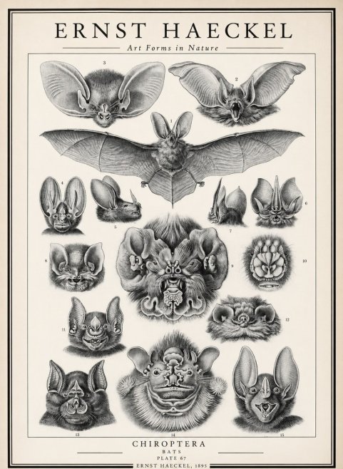 Ernst Haeckel Chiroptera Bats No3 - Plakát