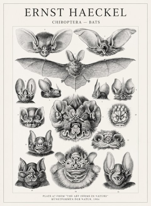 Ernst Haeckel Chiroptera Bats No4 - Plakát