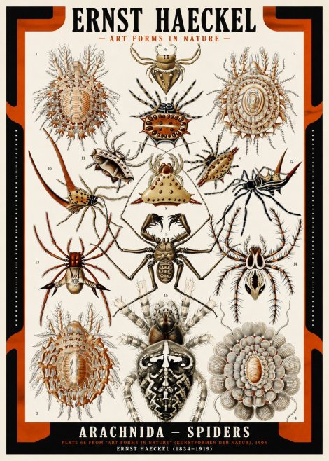 Ernst Haeckel Arachnida — Spiders No2 - Plakát