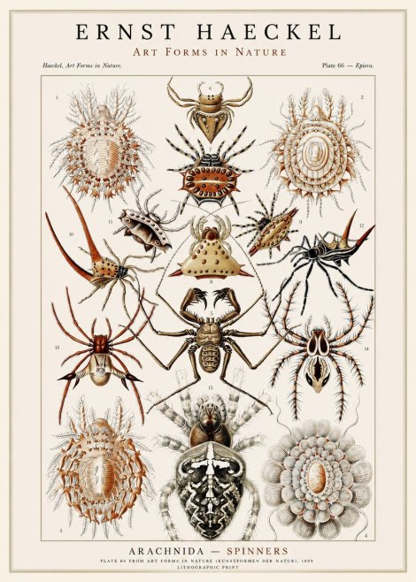 Ernst Haeckel Arachnida — Spiders No3 - Plakát