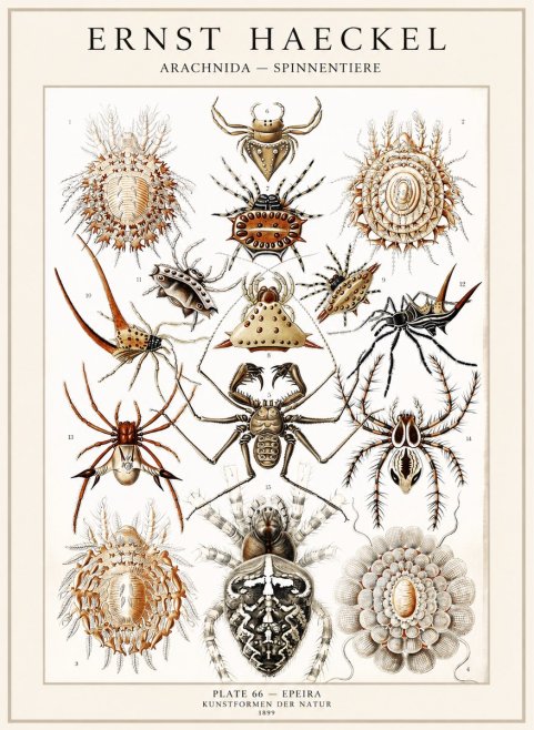 Ernst Haeckel Arachnida — Spiders No4 - Plakát