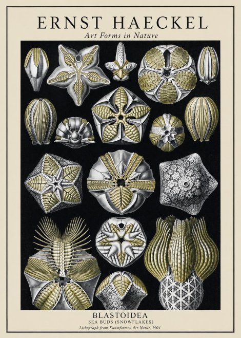 Ernst Haeckel Blastoidea Sea Buds (Snowflakes) No1 - Plakát