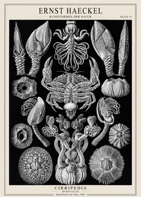 Ernst Haeckel Cirripedia Barnacles No1 - Plakát