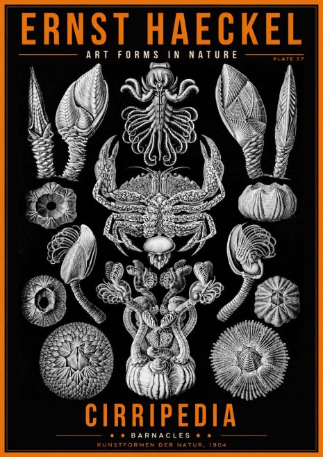 Ernst Haeckel Cirripedia Barnacles No2 - Plakát