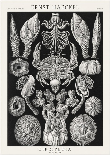 Ernst Haeckel Cirripedia Barnacles No3 - Plakát