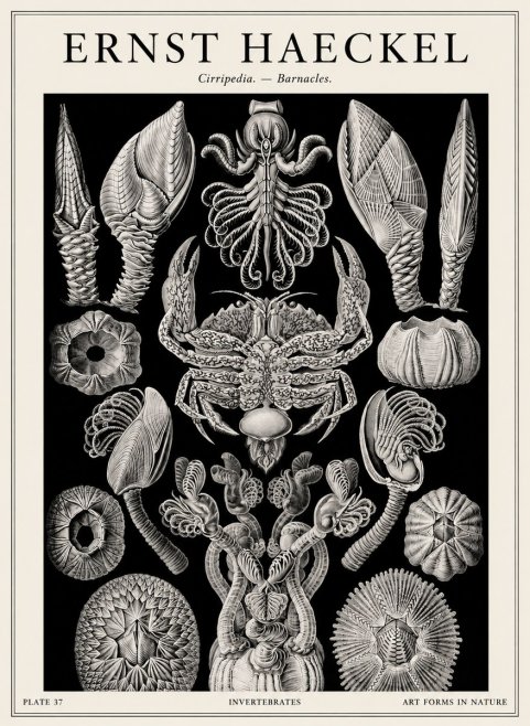Ernst Haeckel Cirripedia Barnacles No4 - Plakát