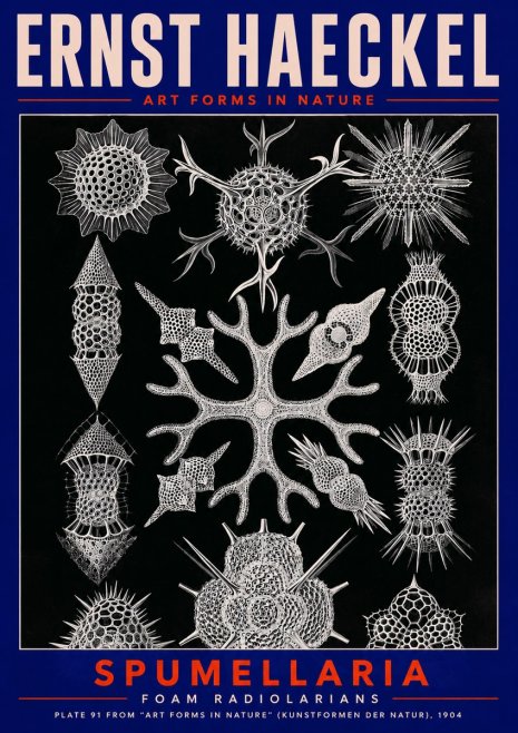 Ernst Haeckel Spumellaria No2 - Plakát