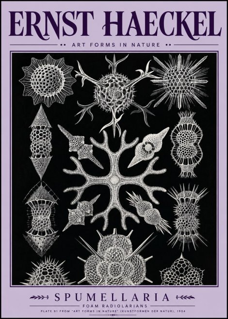Ernst Haeckel Spumellaria No5 - Plakát
