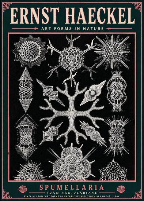 Ernst Haeckel Spumellaria No6 - Plakát