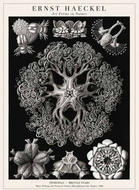 Ernst Haeckel Ophiodea - Brittle Stars II No1 - Plakát