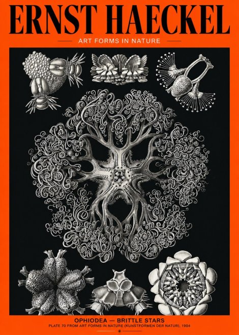 Ernst Haeckel Ophiodea - Brittle Stars II No2 - Plakát